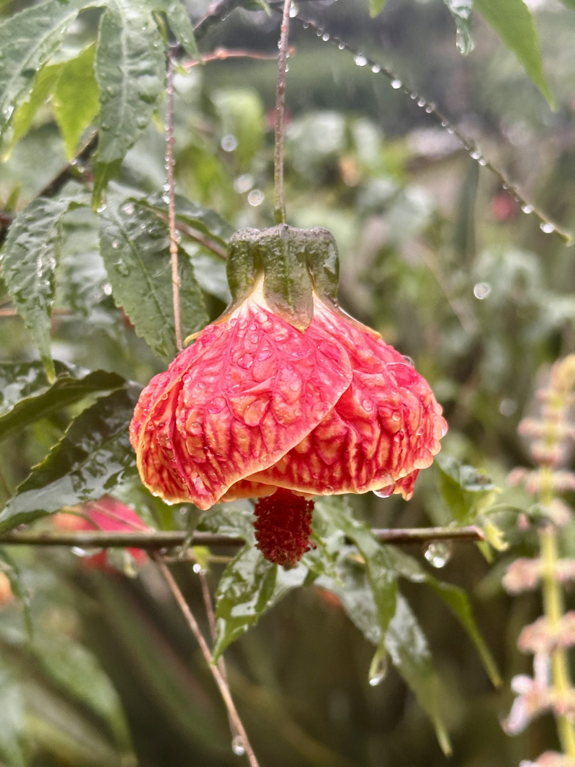 Hero Heal Retreats Colombia